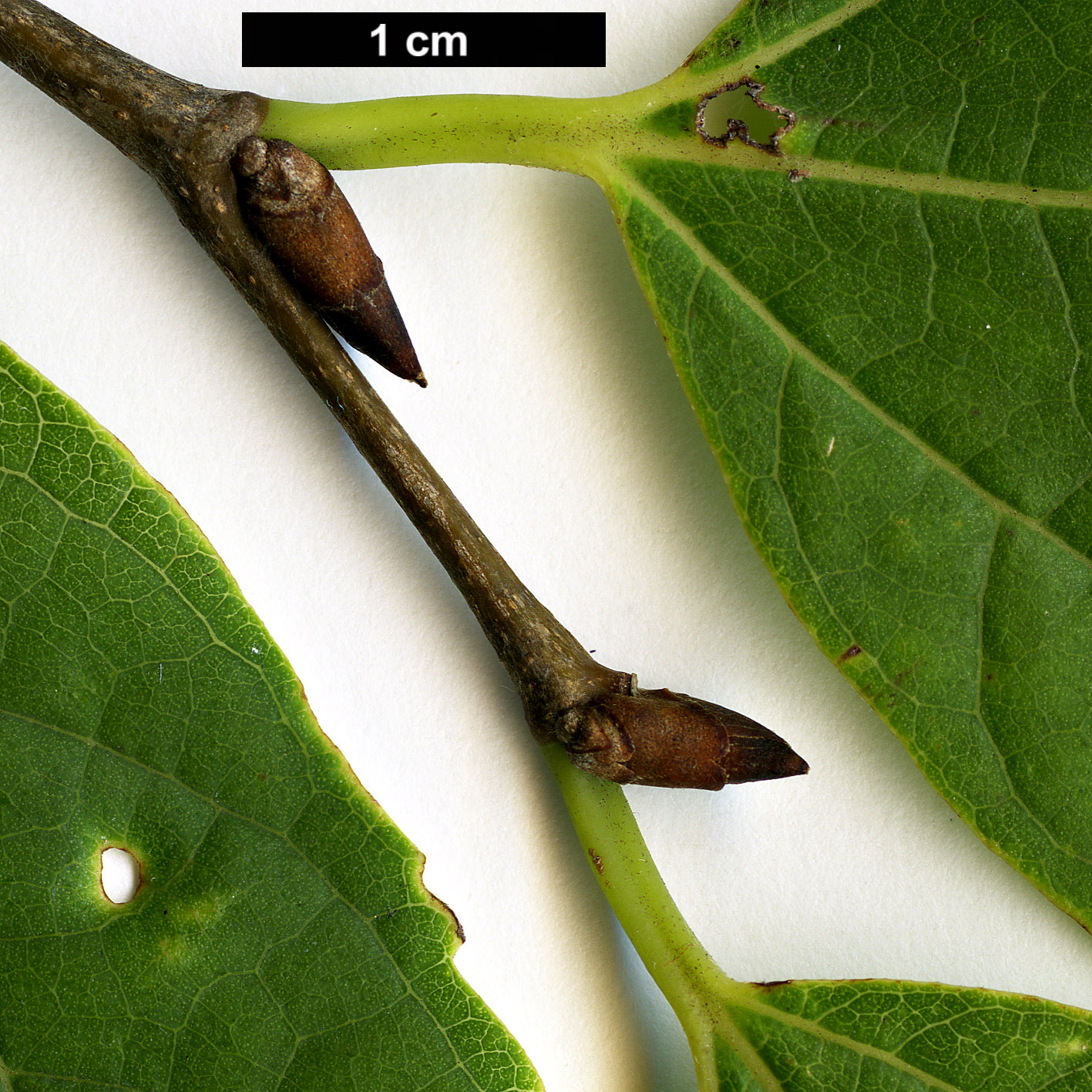 High resolution image: Family: Cannabaceae - Genus: Celtis - Taxon: vandervoetiana